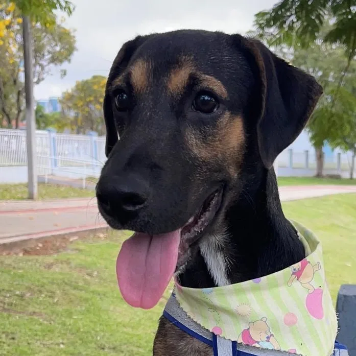A baby small-sized male Tricolor (Brown, Black, & White) Labrador Retriever dog named Arnold "our Time Is for adoption in New York, NY
