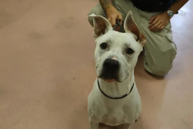 A young medium-sized male Mixed Breed dog named Malcolm for adoption in Columbia, SC