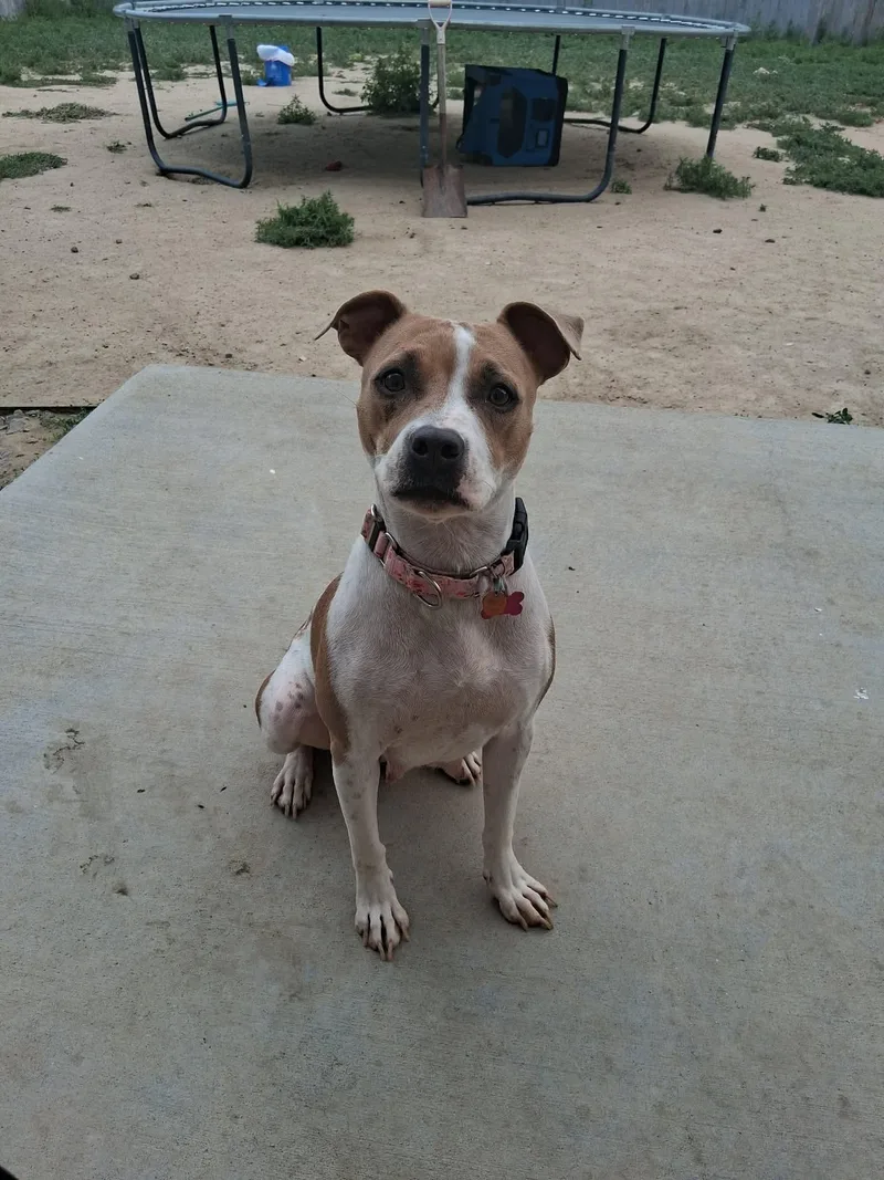 A young medium-sized female Brown / Chocolate Staffordshire Bull Terrier dog named May for adoption in Thornton, CO