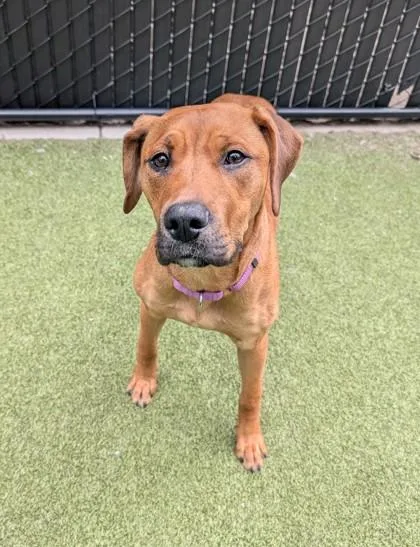 A young medium-sized female Mixed Breed dog named Meemaw for adoption in Bellevue, WA