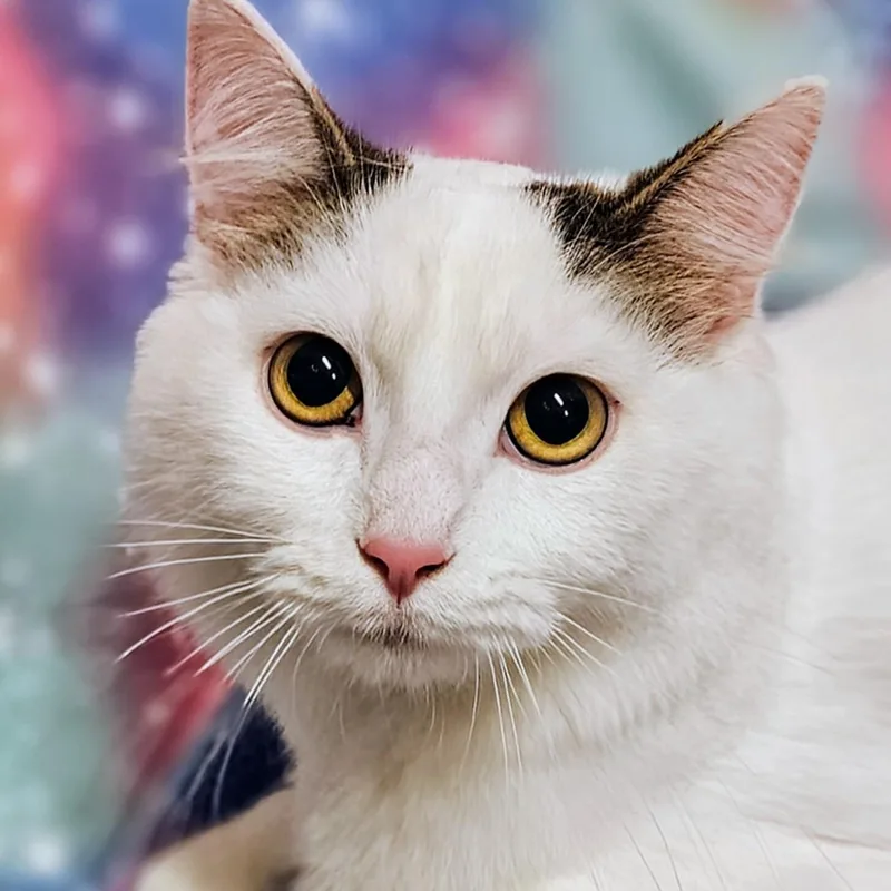 An adult medium-sized female Black & White / Tuxedo Domestic Medium Hair cat named Lily  Rancho Cucamonga for adoption in Yorba Linda, CA