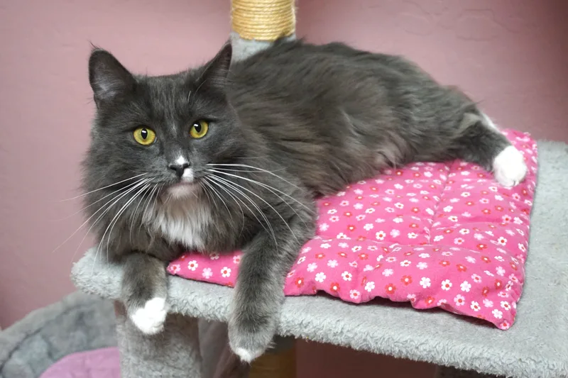 Earl Grey thumbnail 2