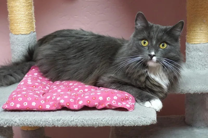 Earl Grey thumbnail 3