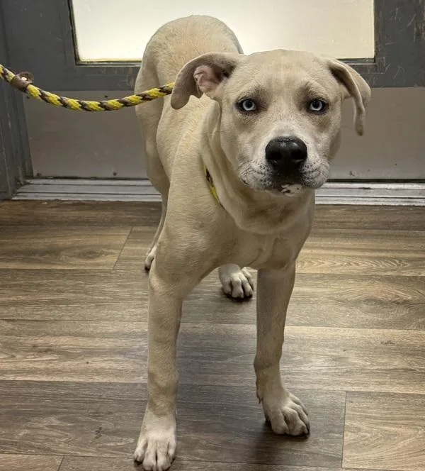 A young medium-sized male Pit Bull Terrier dog named Blu for adoption in San Diego, CA