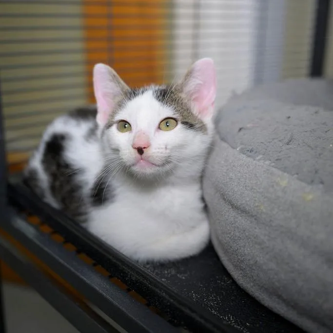 A baby small-sized male Torbie Domestic Short Hair cat named Draco for adoption in Point Richmond, CA