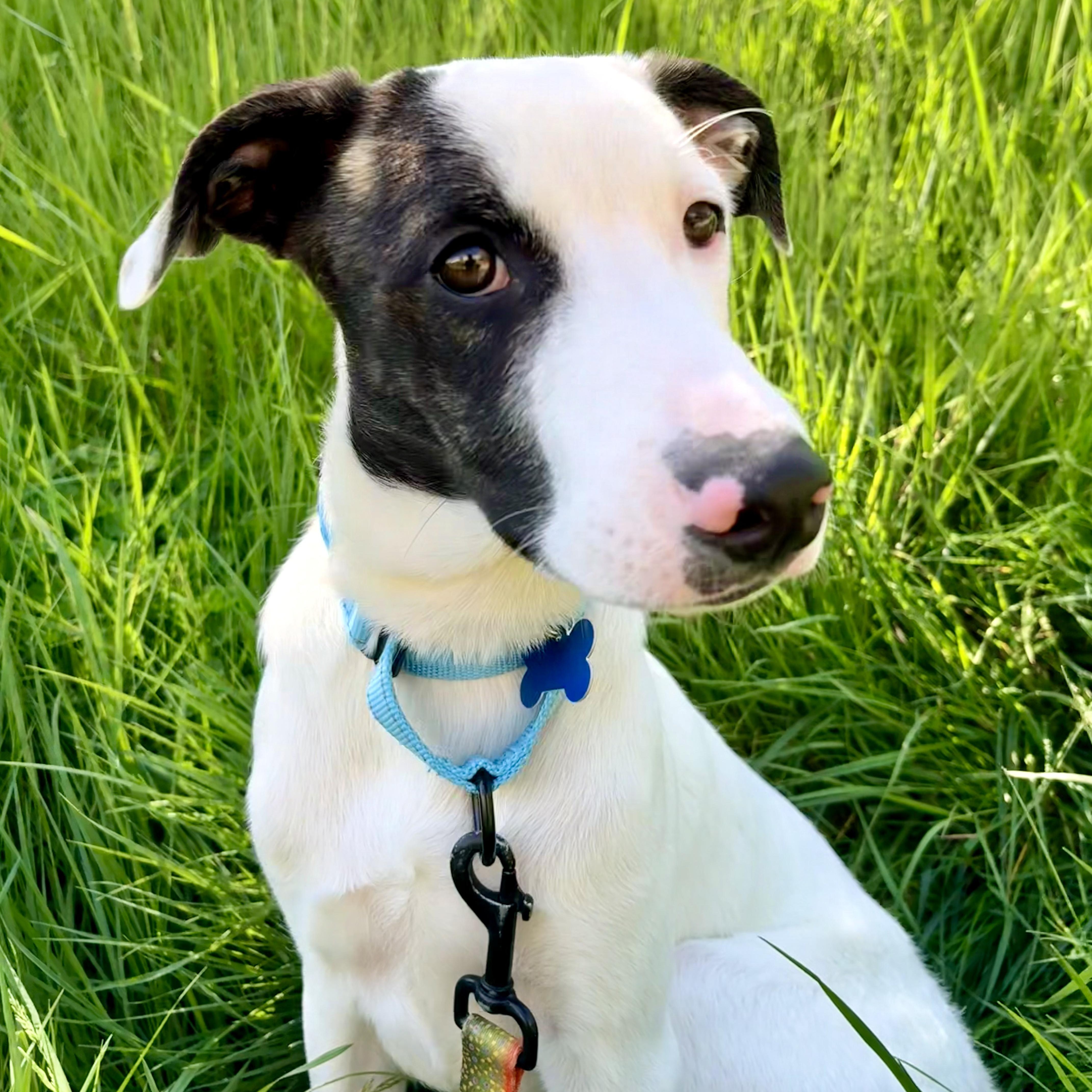 A baby medium-sized male White / Cream Plott Hound dog named Buckle for adoption in Austin, TX
