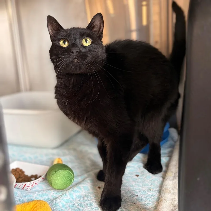 A senior medium-sized female Black Domestic Short Hair cat named Midnight for adoption in Spokane, WA