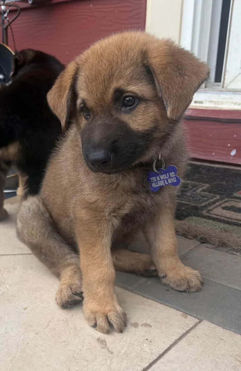 A baby medium-sized male German Shepherd Dog dog named Hansel for adoption in Hillside, IL