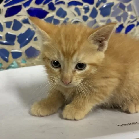 A baby small-sized male Domestic Short Hair cat named Omas for adoption in Pensacola, FL