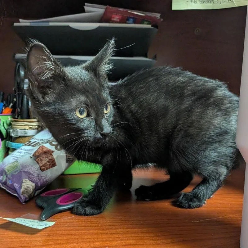 A baby medium-sized female Black Domestic Short Hair cat named Estella for adoption in Boone, IA