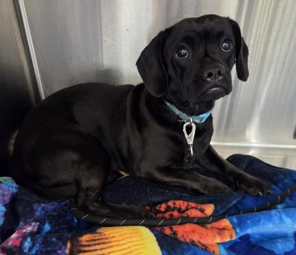 A young small-sized male Dachshund dog named Shadow for adoption in El Cajon, CA