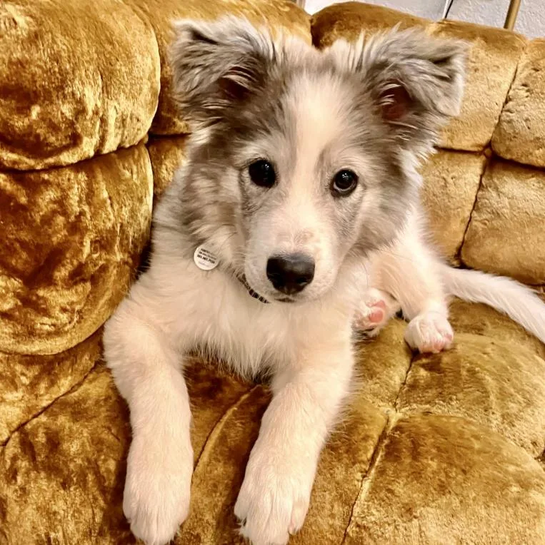 A baby large-sized male Great Pyrenees dog named Chinook for adoption in Mead, CO