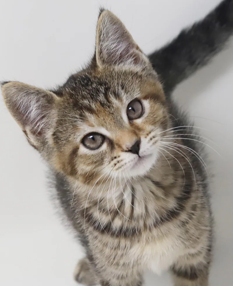 A baby small-sized female Tabby (Leopard / Spotted) Torbie cat named Lily is a rainbow for adoption in Bedford Hills, NY