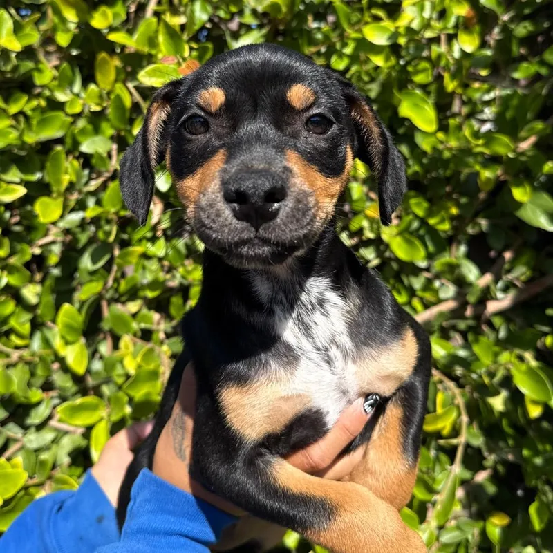 A baby small-sized female Yellow / Tan / Blond / Fawn Chihuahua dog named Sophie for adoption in Santa Barbara, CA