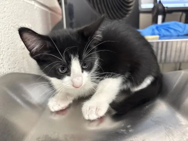 A baby small-sized female Domestic Short Hair cat named Firefly for adoption in San Bernardino, CA