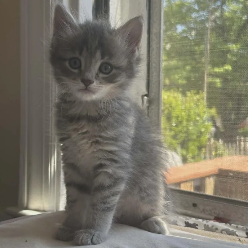 A baby small-sized female Gray / Blue / Silver Domestic Medium Hair cat named Pompadour for adoption in Reisterstown, MD