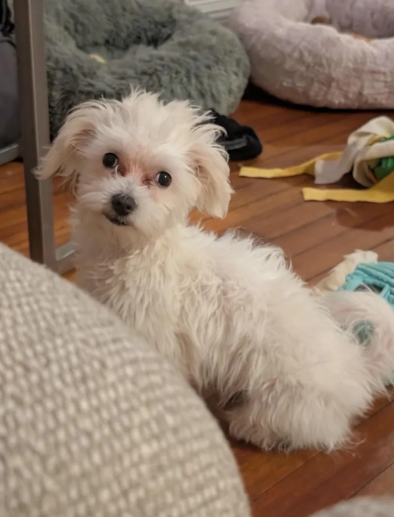 Mr Fluff thumbnail 2