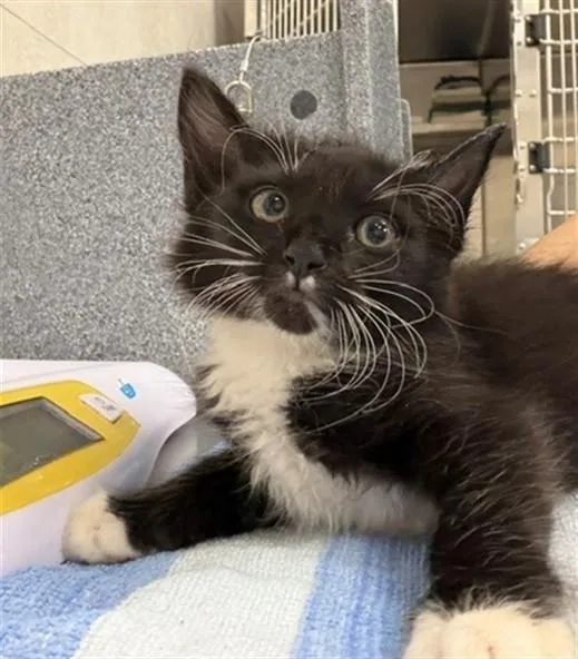 A baby small-sized female Domestic Short Hair cat named Chica for adoption in Naples, FL