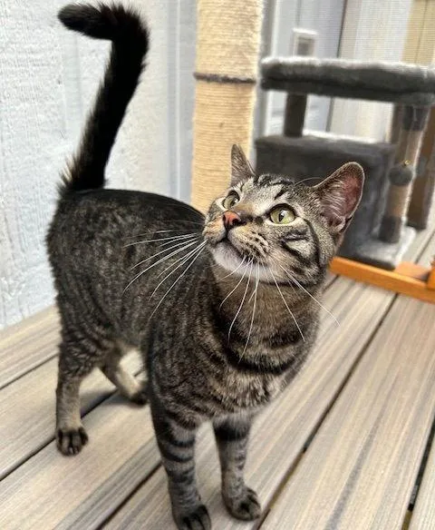 An adult medium-sized male Black & White / Tuxedo Domestic Short Hair cat named Payton for adoption in Dripping Springs, TX