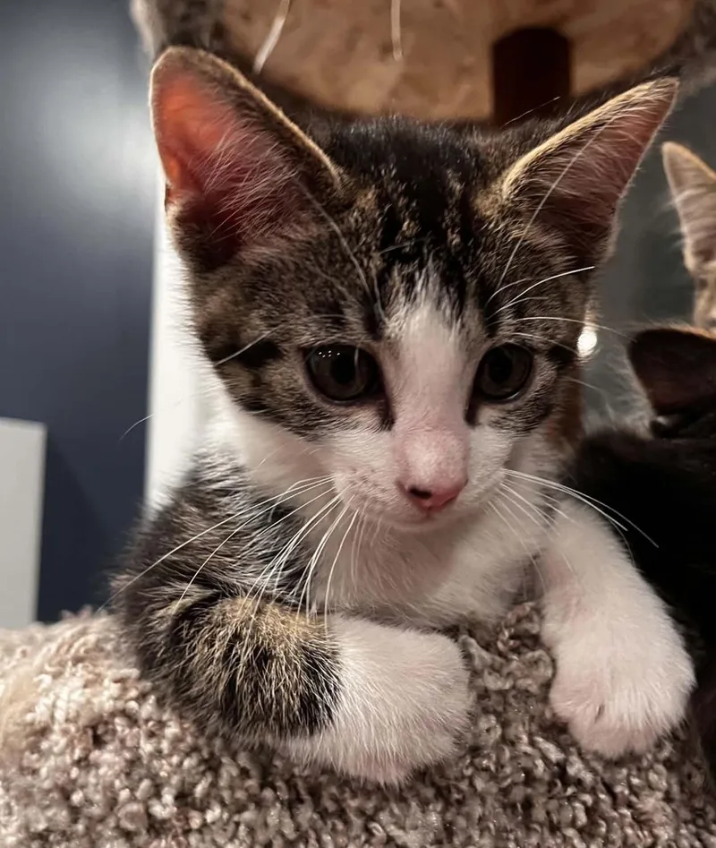 A baby medium-sized male Brown / Chocolate Domestic Short Hair cat named T.c for adoption in Grand Rapids, MI
