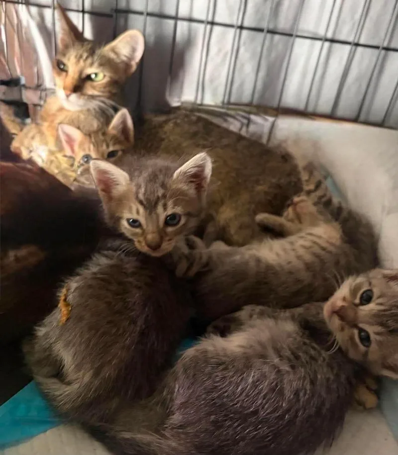 A baby small-sized female Domestic Short Hair cat named Alice for adoption in Orlando, FL