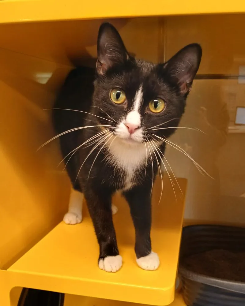 A baby small-sized male Domestic Short Hair cat named Magnus for adoption in Ladysmith, WI
