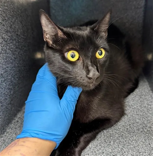 A young medium-sized female Domestic Short Hair cat named Jillian for adoption in Naples, FL