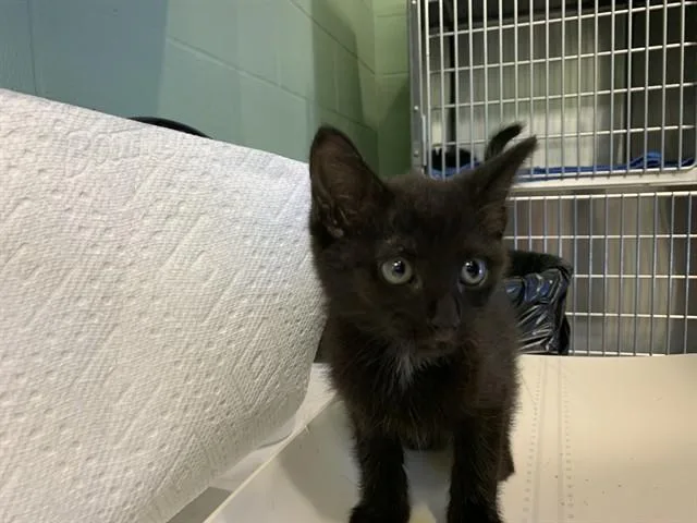 A baby small-sized male Domestic Short Hair cat named Kiwi for adoption in Grand Prairie, TX