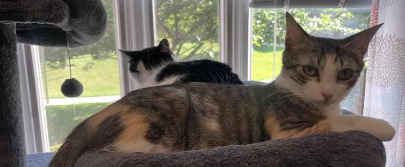 A young medium-sized female Calico cat named Calla Lyllie for adoption in Bronx, NY