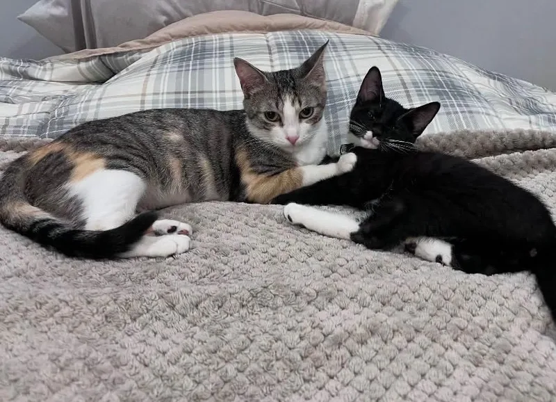 Calla Lyllie thumbnail 3