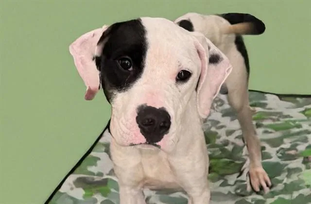 A young medium-sized male Pointer dog named Ireland for adoption in Fort Lauderdale, FL