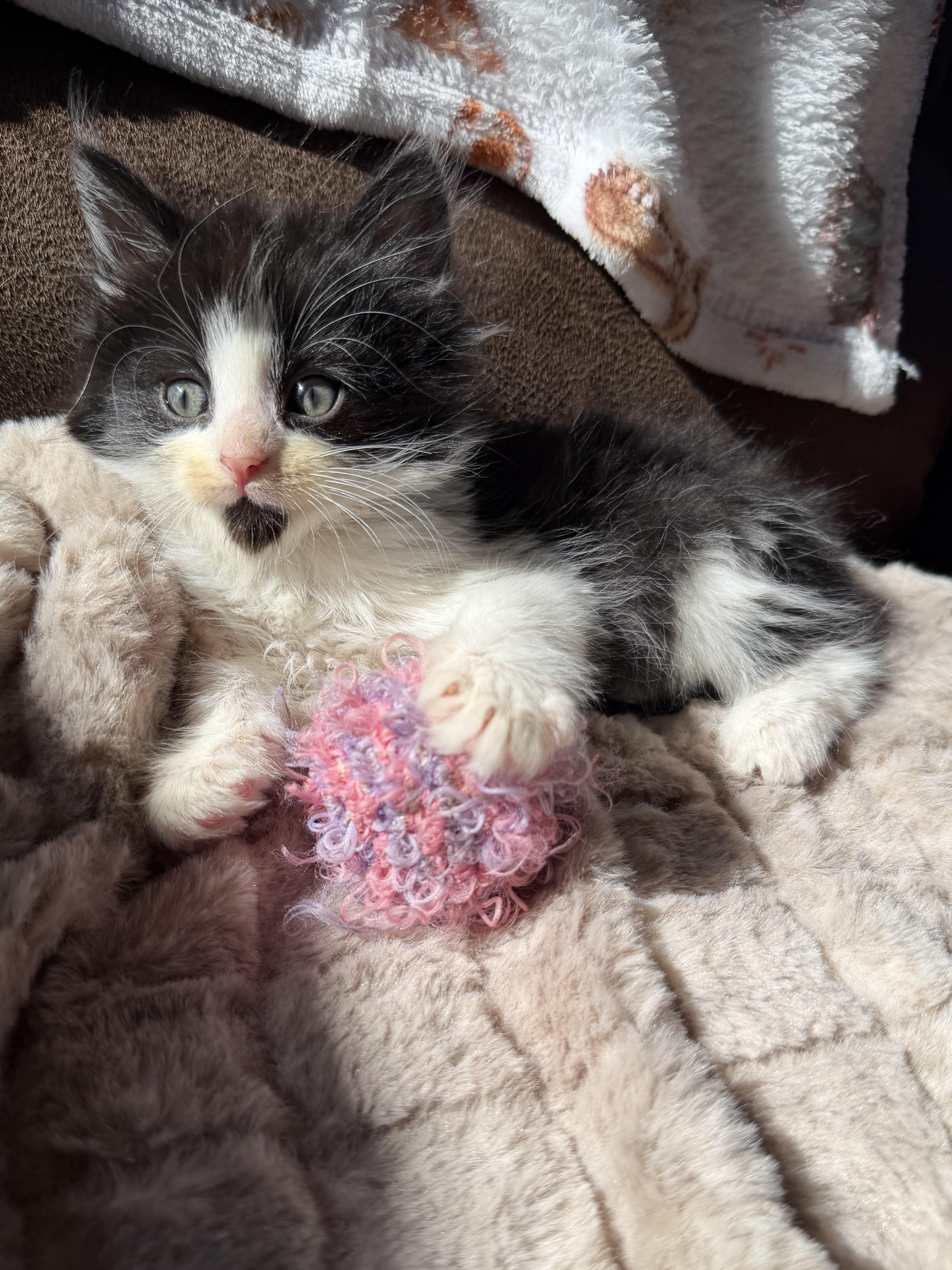 A baby medium-sized male Black Maine Coon cat named Panda for adoption in toledo, OH