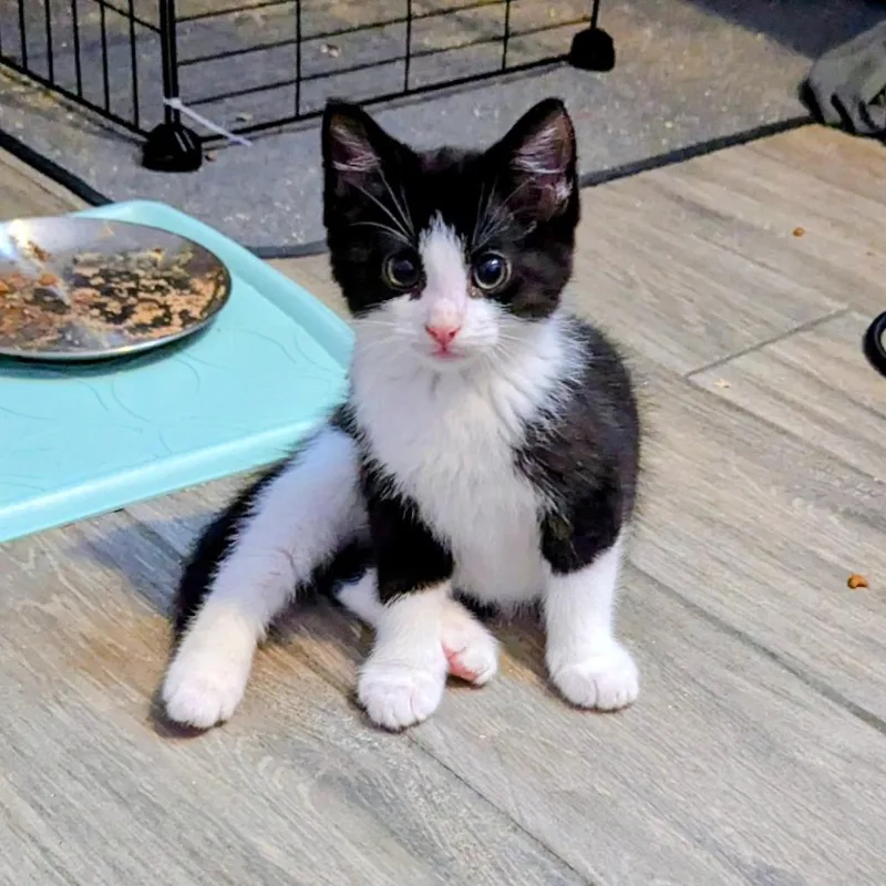 A baby small-sized male Black Domestic Short Hair cat named Vandal for adoption in Newcastle, OK