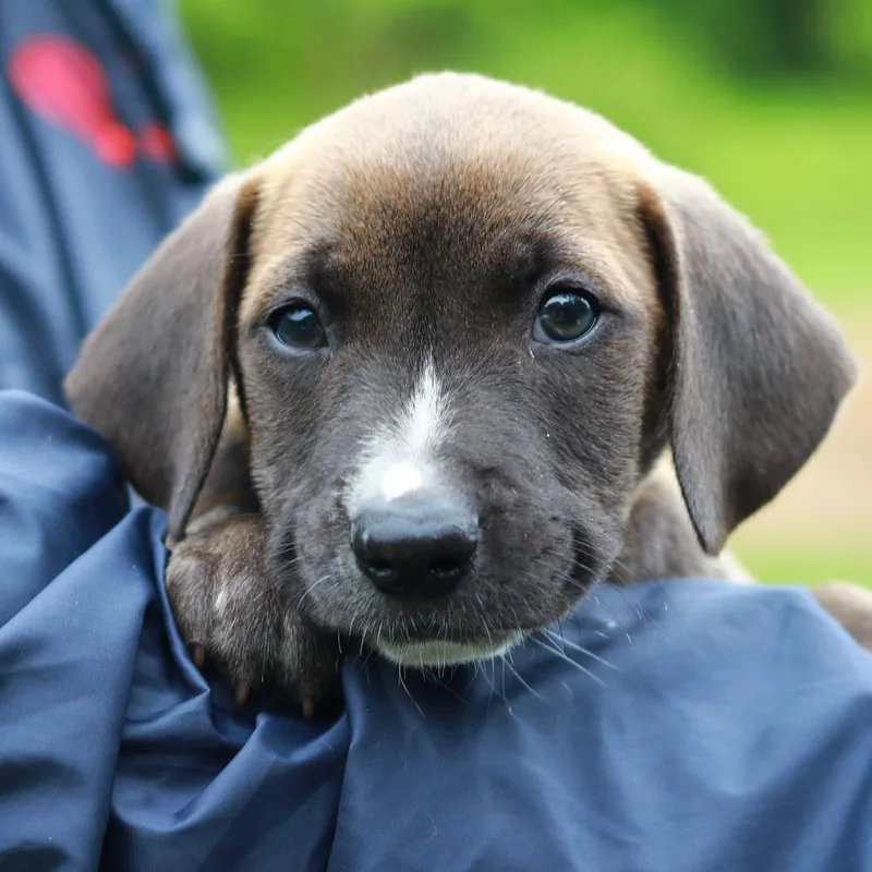 A baby medium-sized female Brown / Chocolate Catahoula Leopard Dog dog named Ct Cremini Avail May for adoption in Stormville, NY