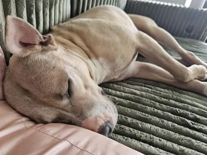 An adult large-sized female Yellow / Tan / Blond / Fawn Pit Bull Terrier dog named Vanna for adoption in Kansas City, MO