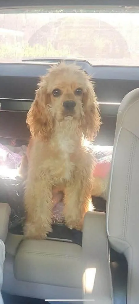 A young small-sized female Cocker Spaniel dog named Cyder for adoption in Austin, TX
