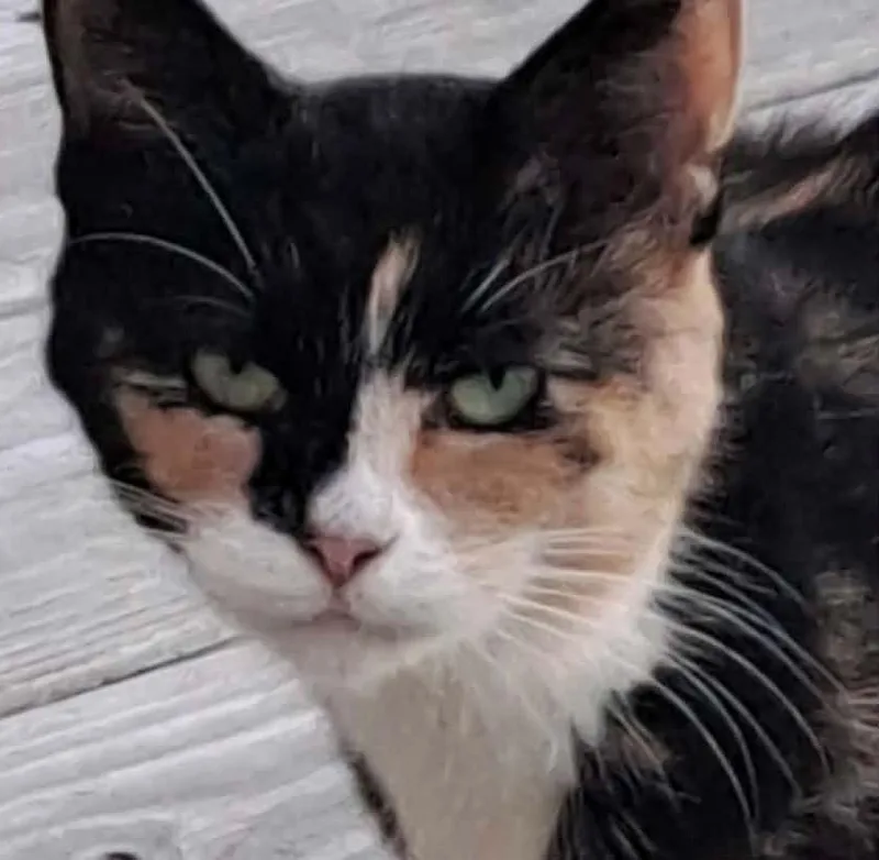 A young medium-sized female Calico cat named Chloe for adoption in Beckley, WV