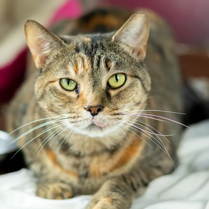 An adult large-sized female Tortoiseshell Domestic Short Hair cat named Mrs. O'Leary for adoption in Wilmington, DE