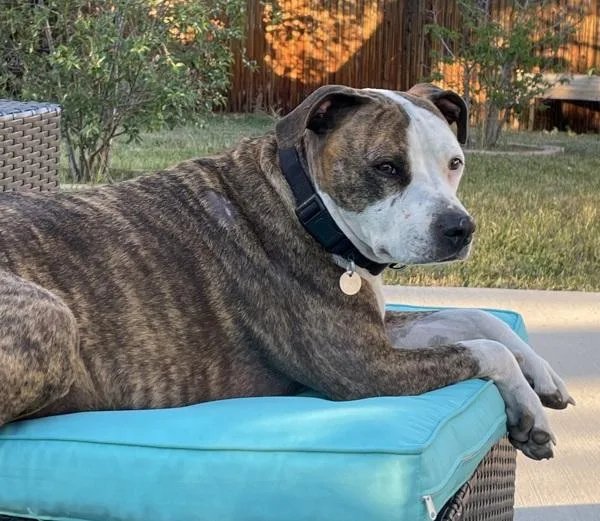 An adult medium-sized female Pit Bull Terrier dog named Loki for adoption in Golden, CO