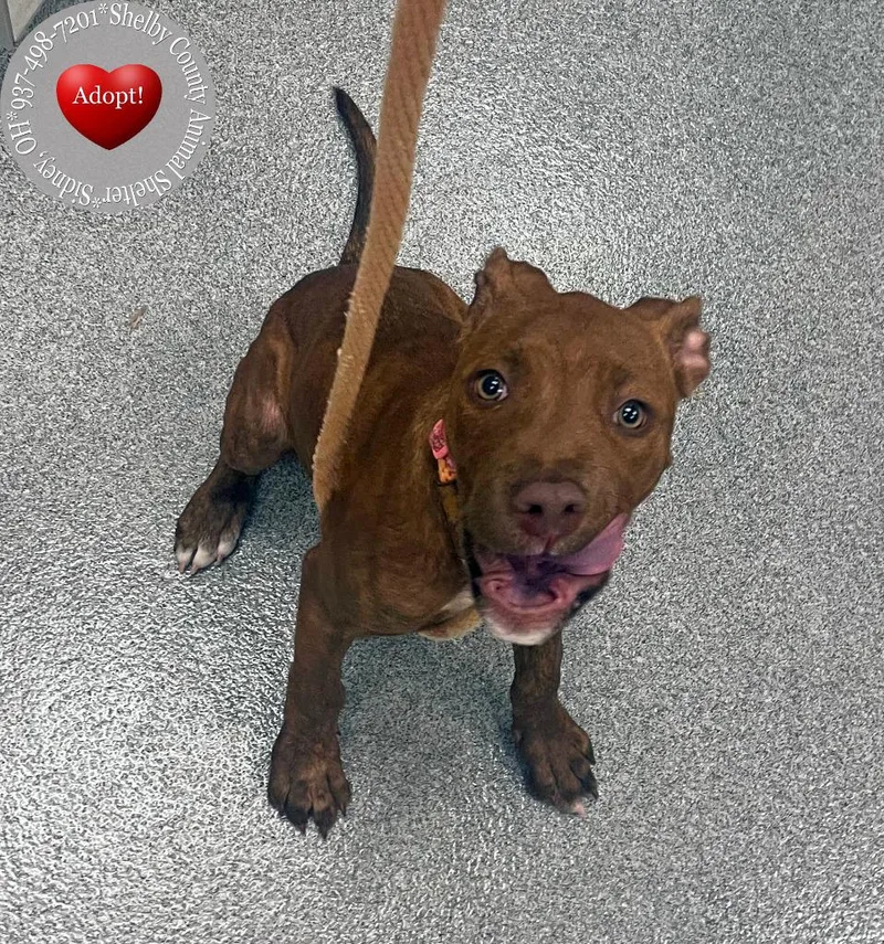 A baby small-sized female Pit Bull Terrier dog named Darla Yrly for adoption in Sidney, OH