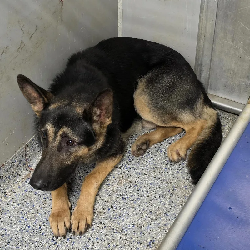 A young large-sized male Black German Shepherd Dog dog named Boots for adoption in Columbia, SC