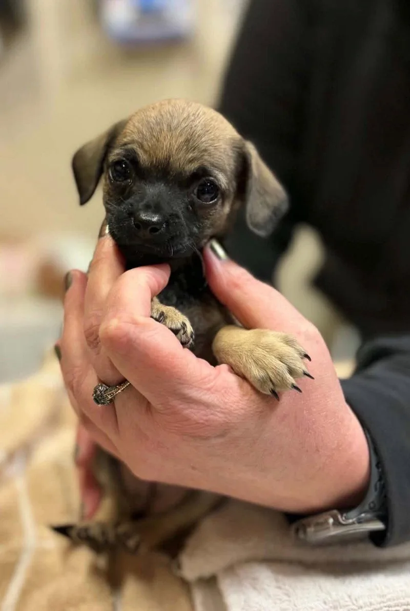 A baby small-sized female Pug dog named Bug for adoption in Bothell, WA