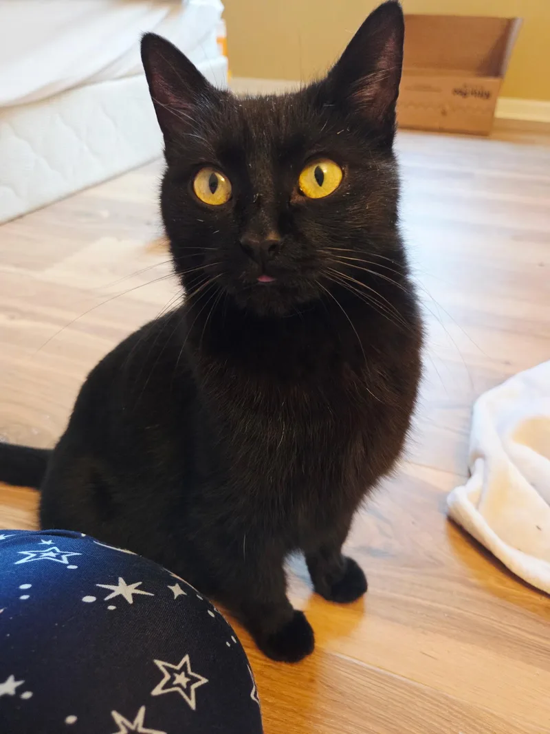 A young medium-sized female Black American Shorthair cat named Noir and Augustus  for adoption in Bristow, VA