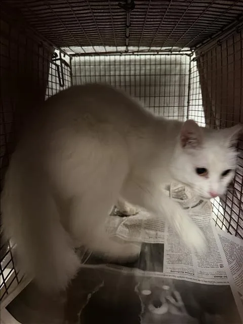 An adult small-sized female Domestic Short Hair cat named Lizzie for adoption in Van Nuys, CA