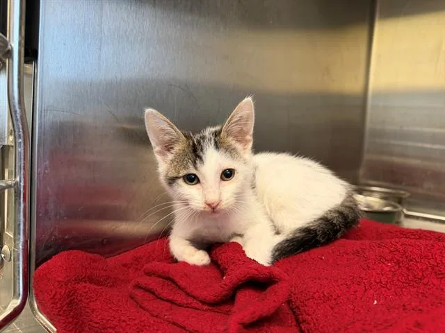 A baby small-sized female Domestic Short Hair cat named Cat Hardy for adoption in Tustin, CA