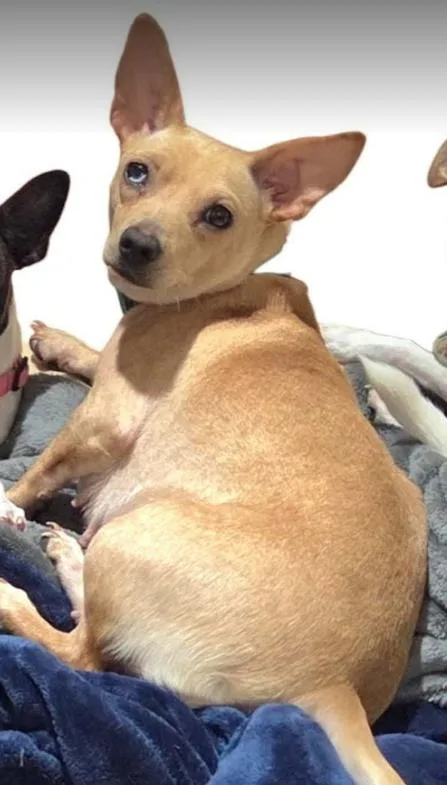 A young small-sized female Chihuahua dog named Nancy in TX for adoption in Cranston, RI