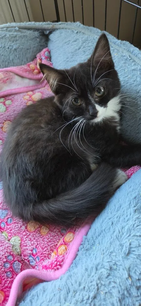 A baby medium-sized male Domestic Short Hair cat named Warrior for adoption in Windsor, CT