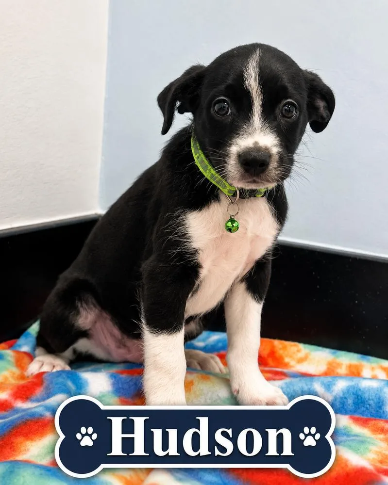 Hudson