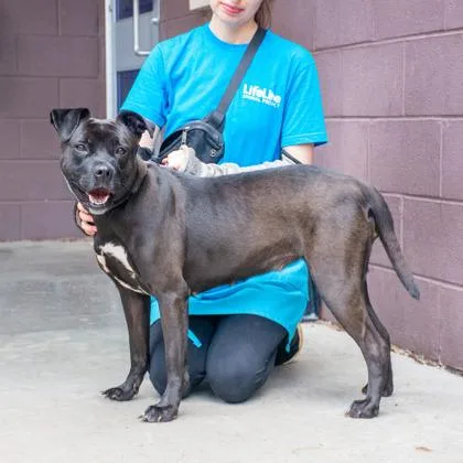 An adult large-sized female Mixed Breed dog named Moosie for adoption in Chamblee, GA