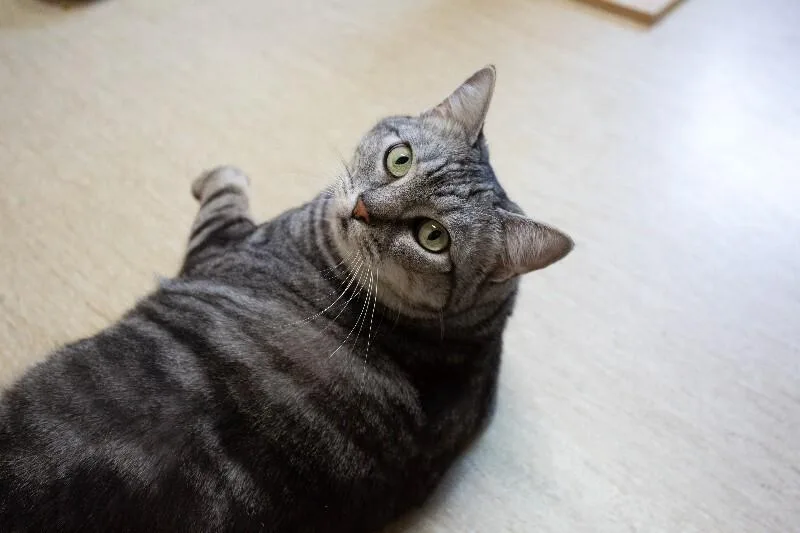 A senior extra large-sized female Tabby (Gray / Blue / Silver) Domestic Short Hair cat named Nova for adoption in Arlington, WA